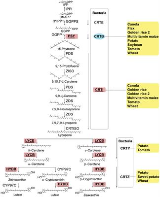 Manipulation of Metabolic Pathways to Develop Vitamin-Enriched Crops for Human Health